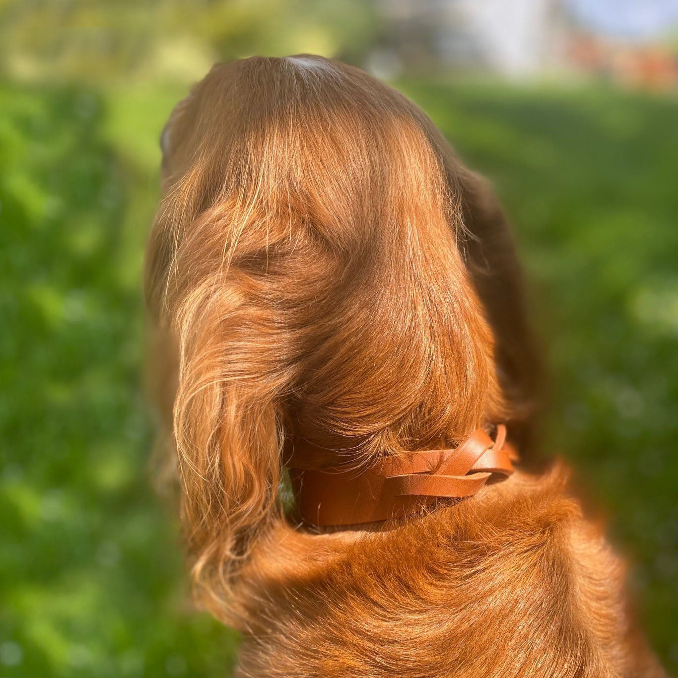 Spaniel wearing a tan plaited collar