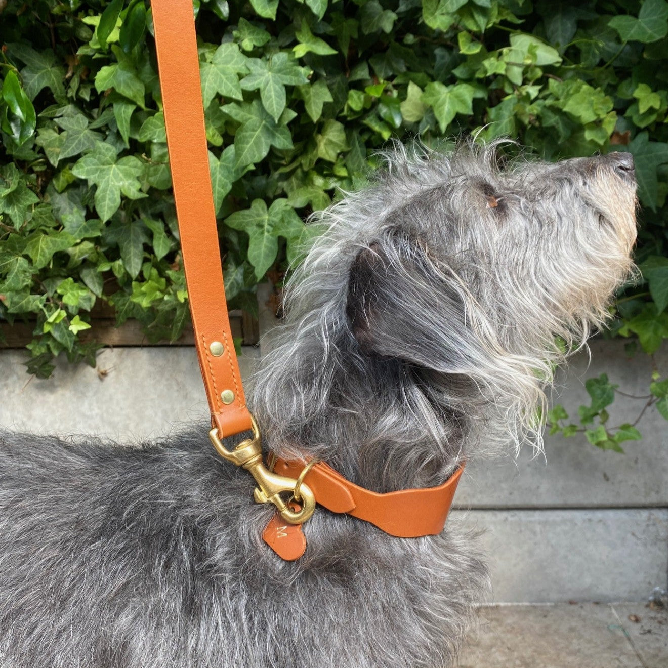Dog on a leash with a brown leather collar against a green hedge background