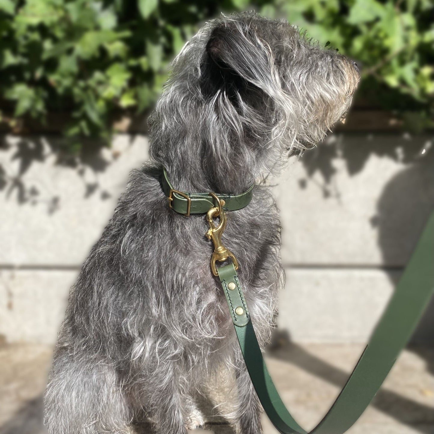 Grey dog on a green leash with a green collar, standing outdoors.