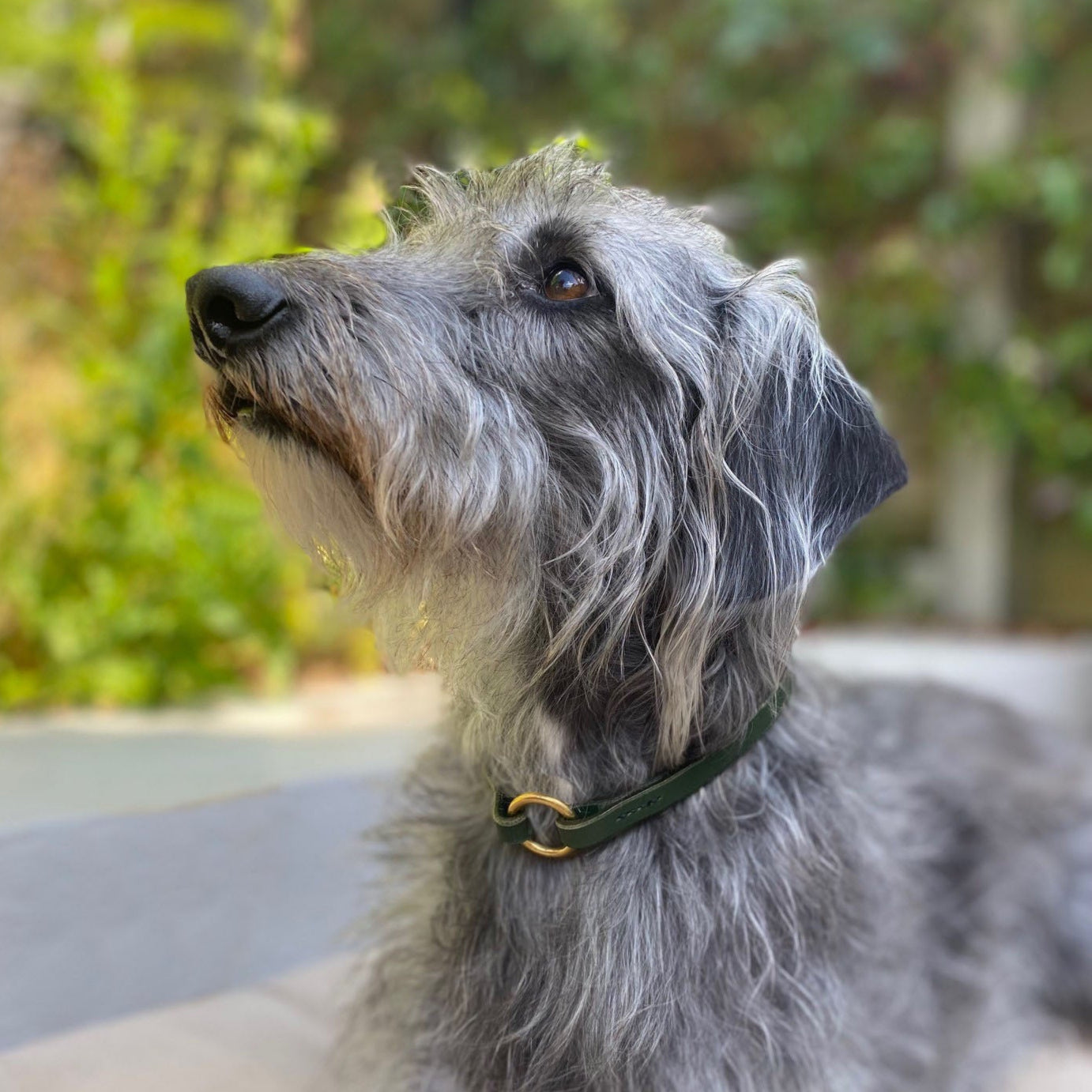 Grey dog wearing green collar against a green background