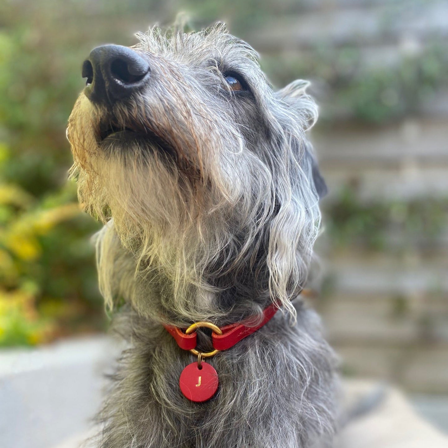 Dog with a red collar and tag outdoors