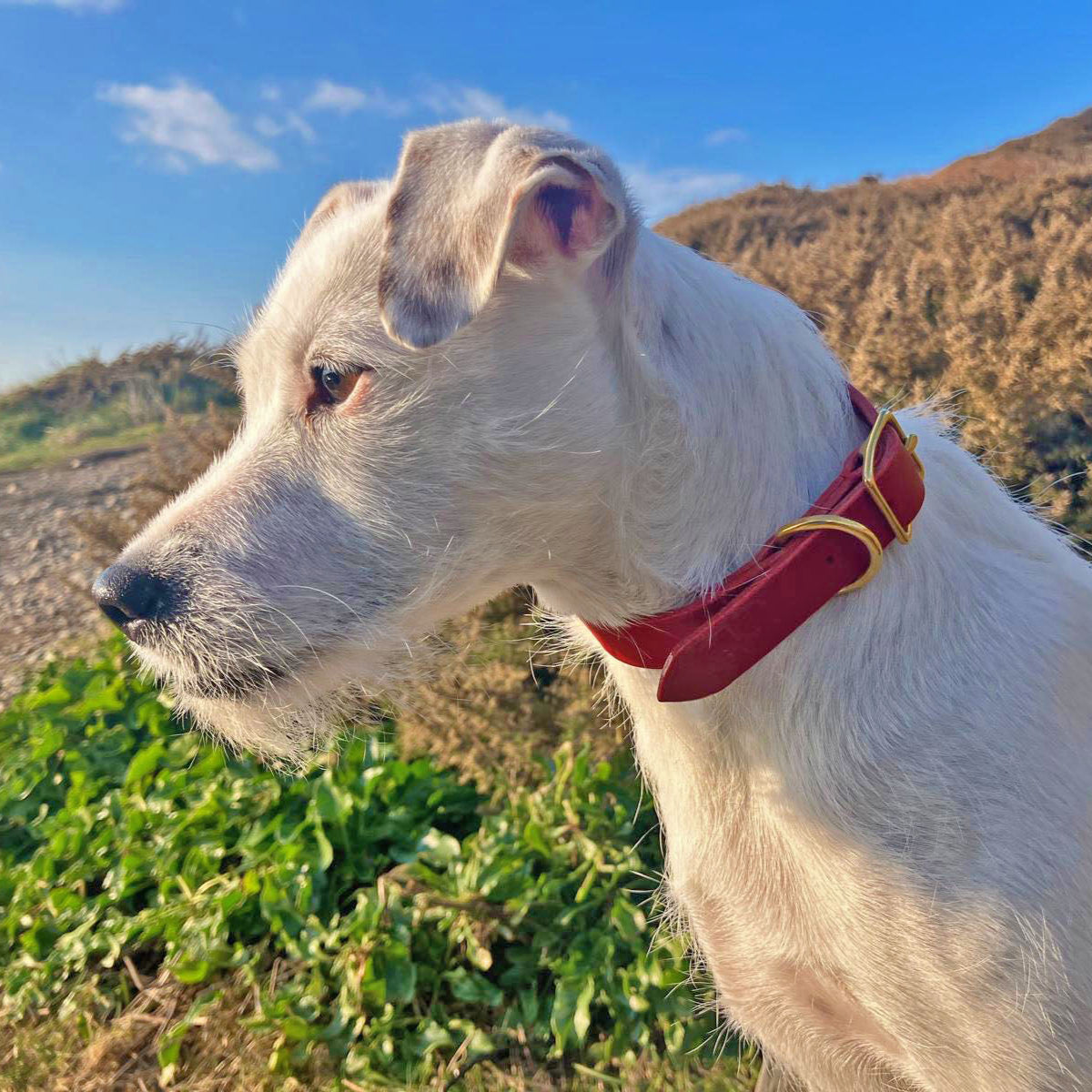 Dog Collar