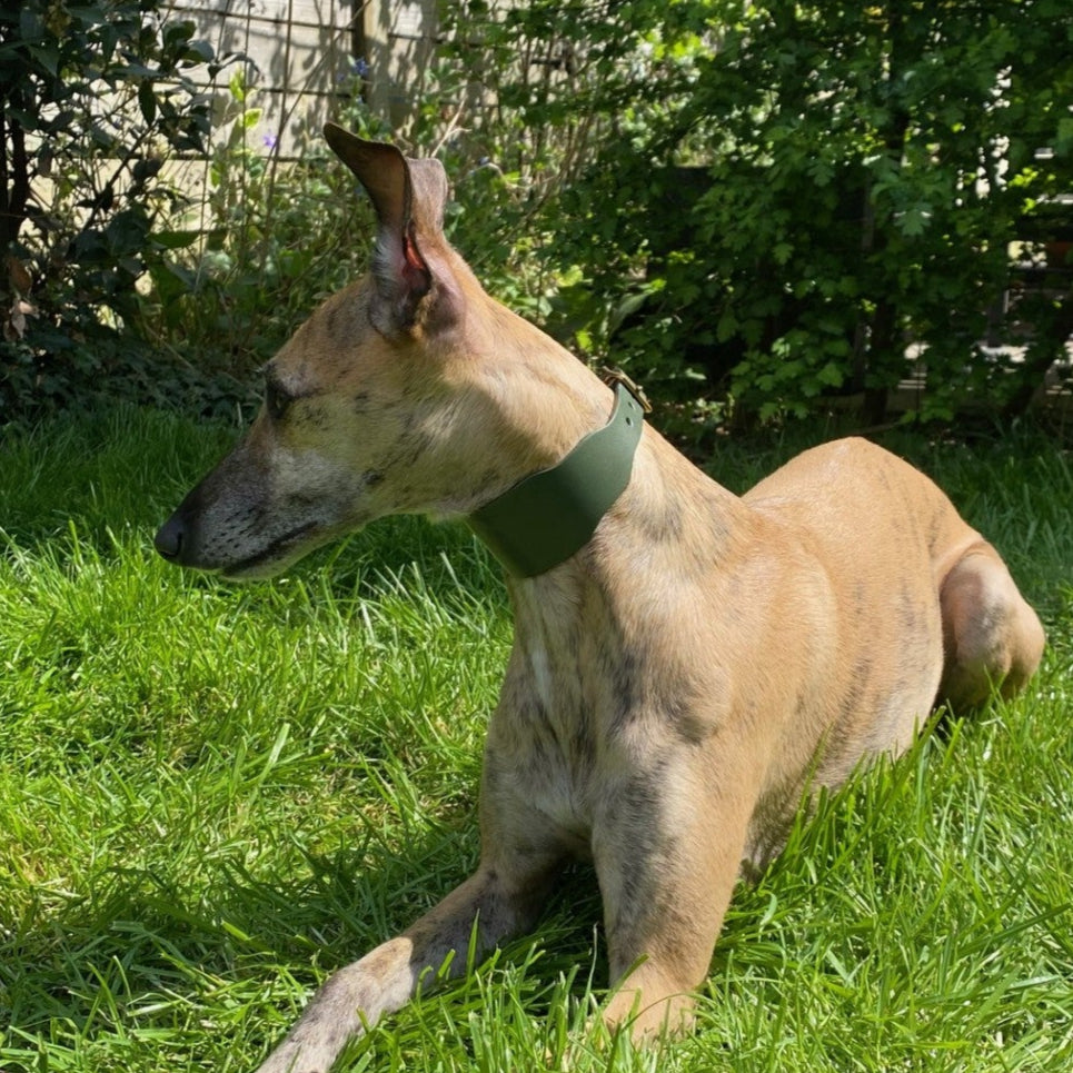 Whippet lying on grass with a wooden fence and trees in the background
