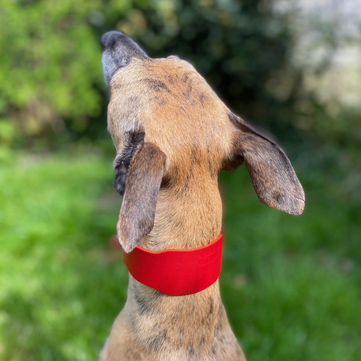Whippet with a red collar looking up against a green outdoor background