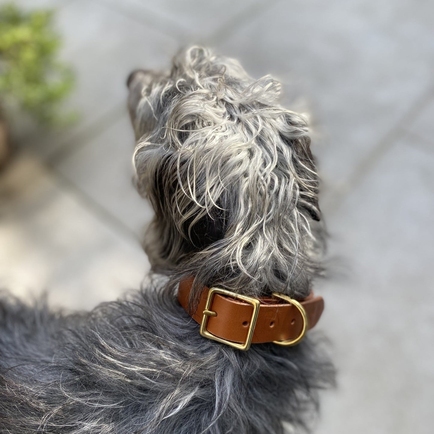 Dog Collar