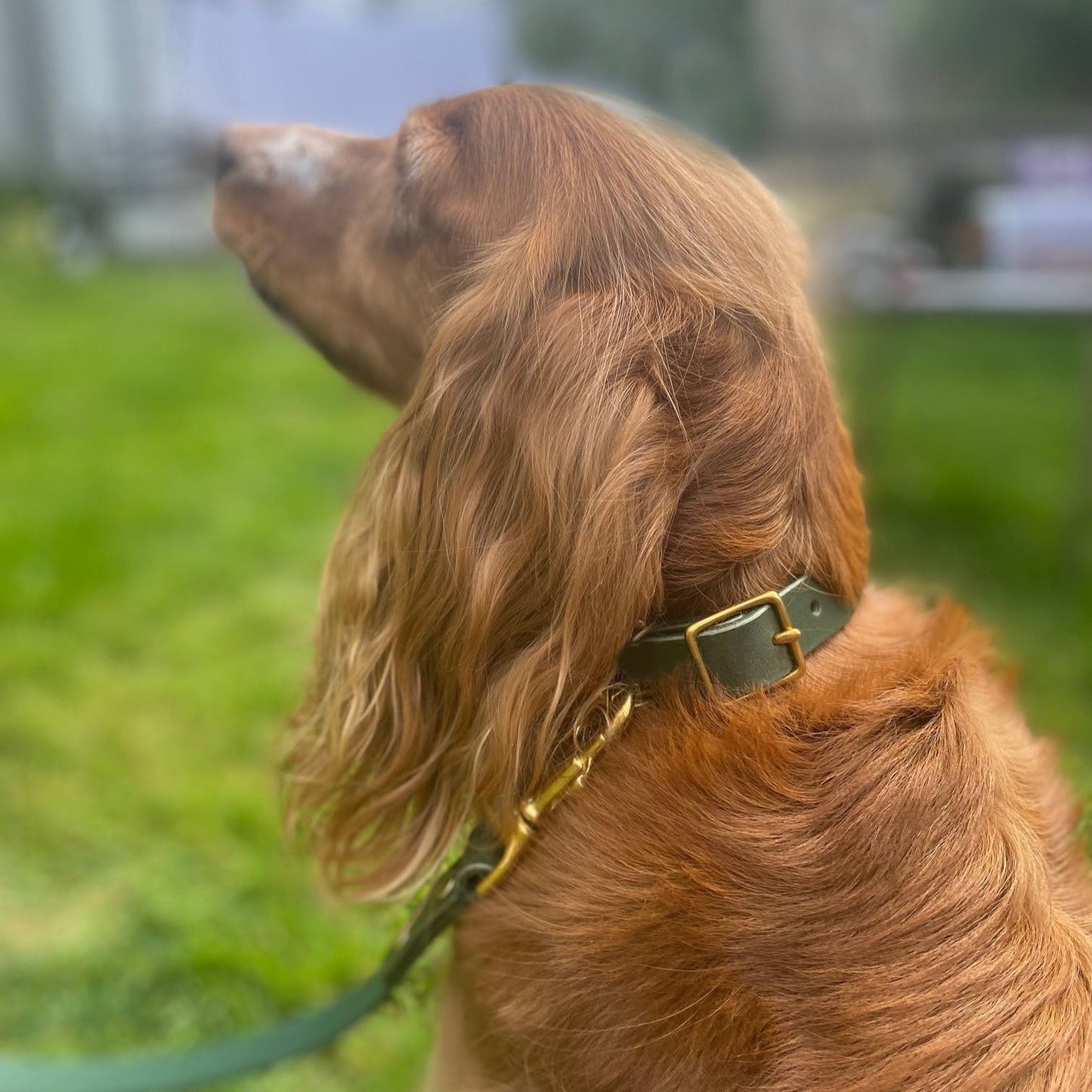 Dog Collar