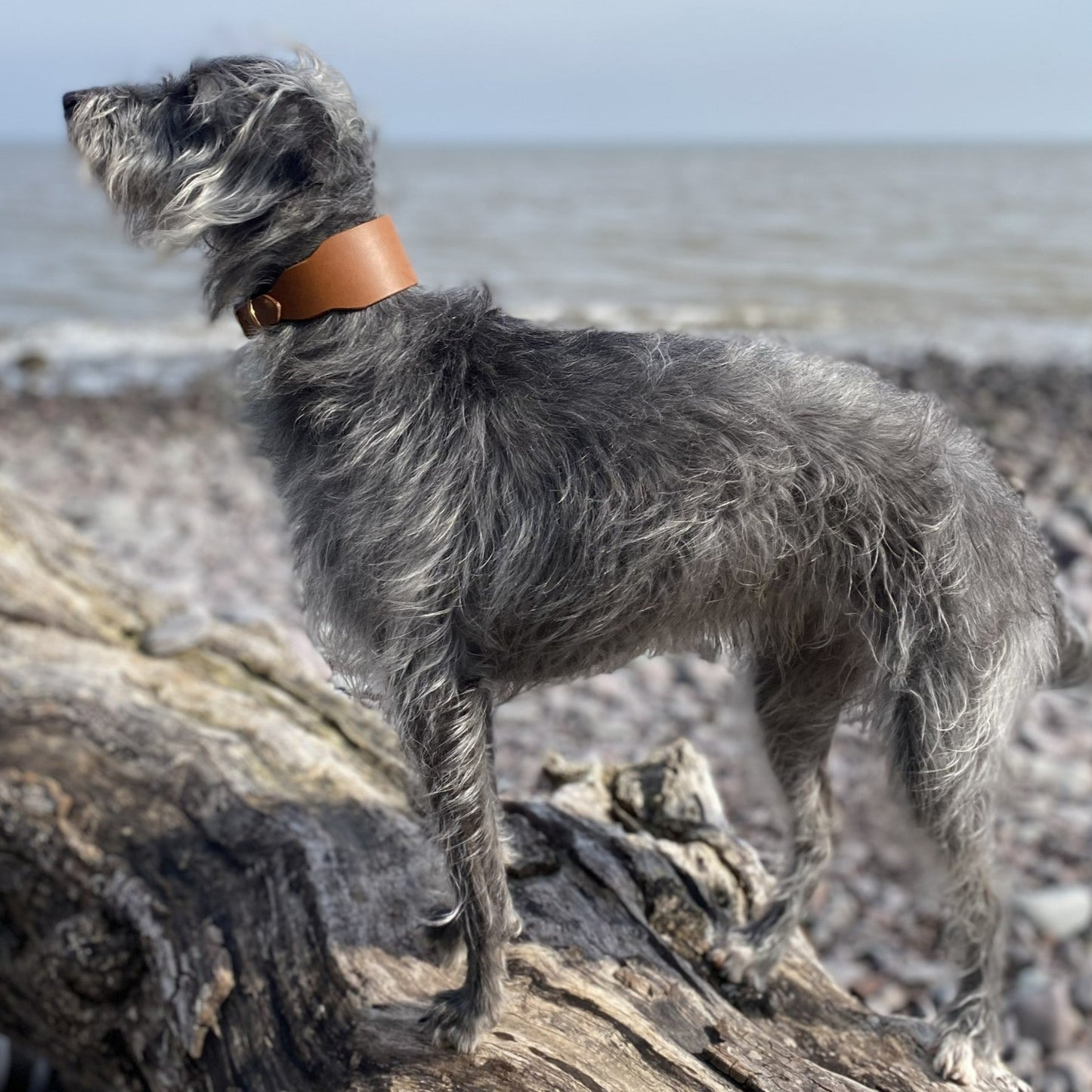 Hound Collar