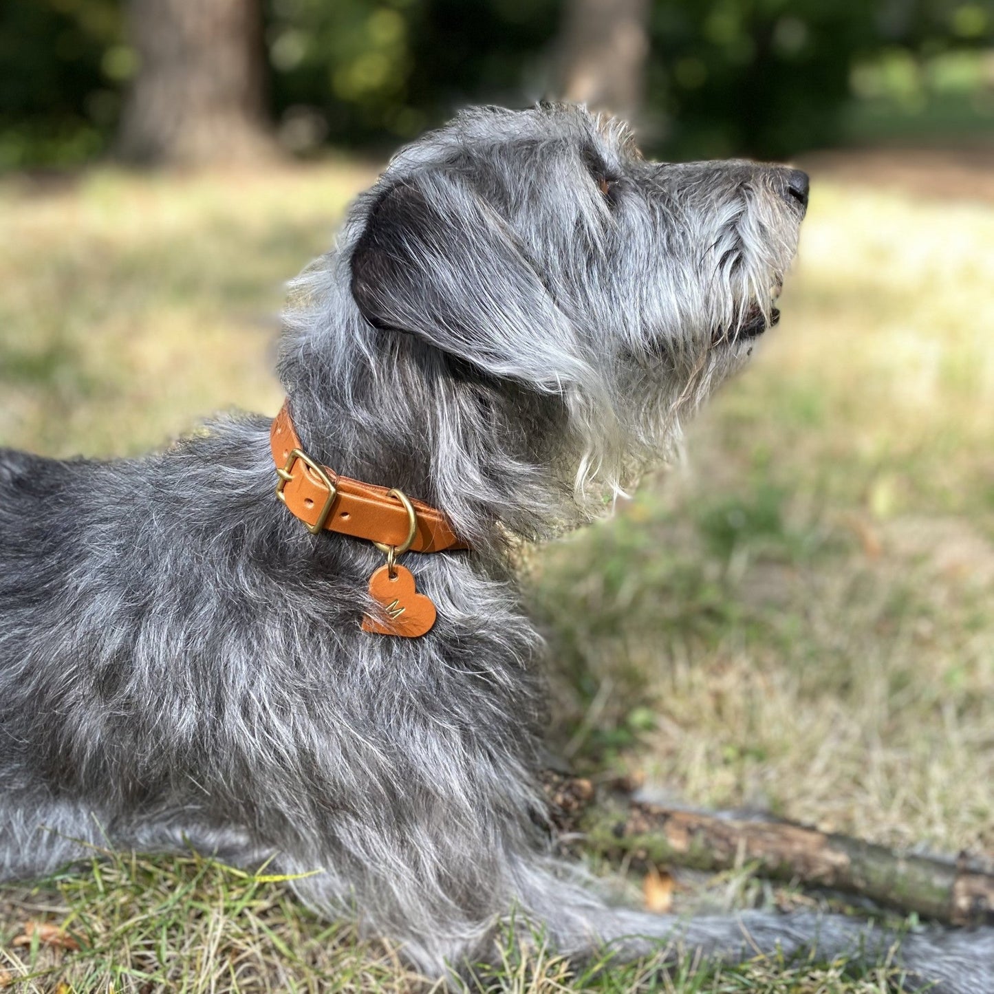 Hound Collar
