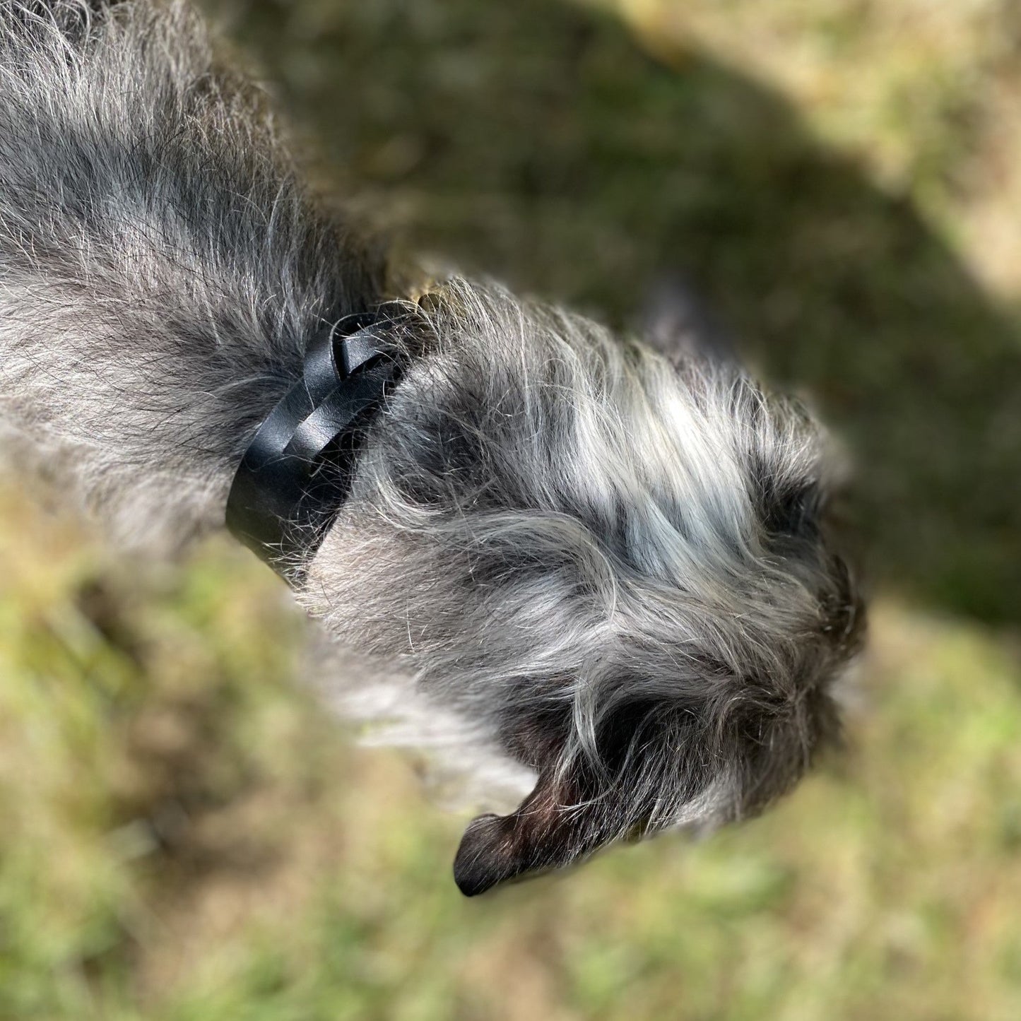 Plaited Dog Collar