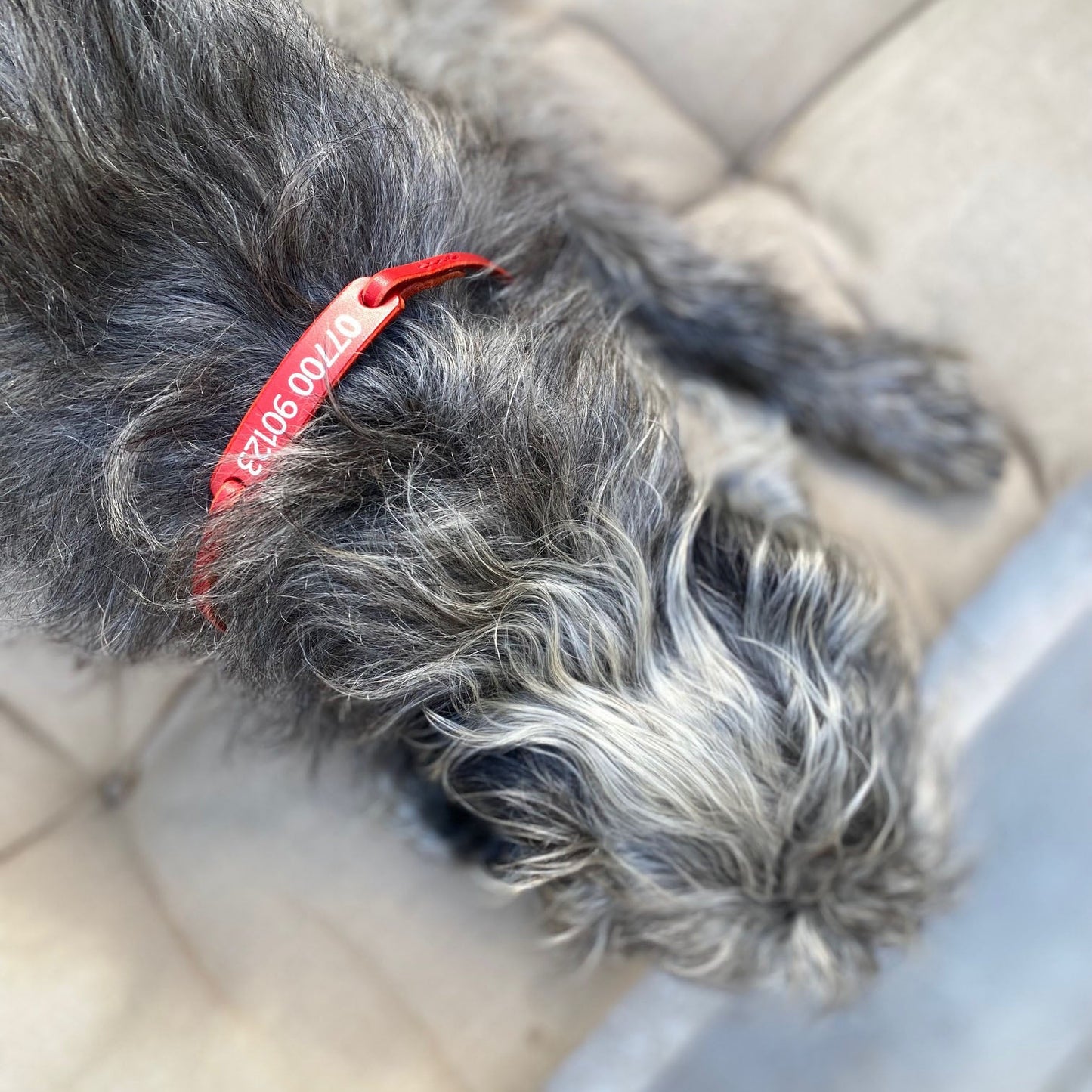 Personalised House Collar