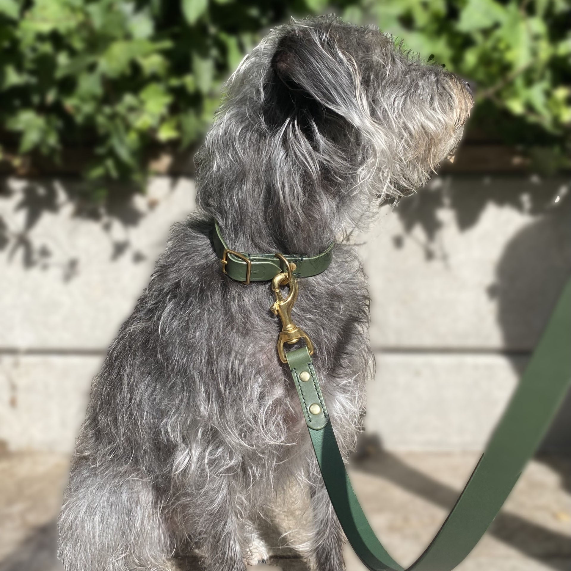 Grey dog on a green leash with a green collar, standing outdoors.